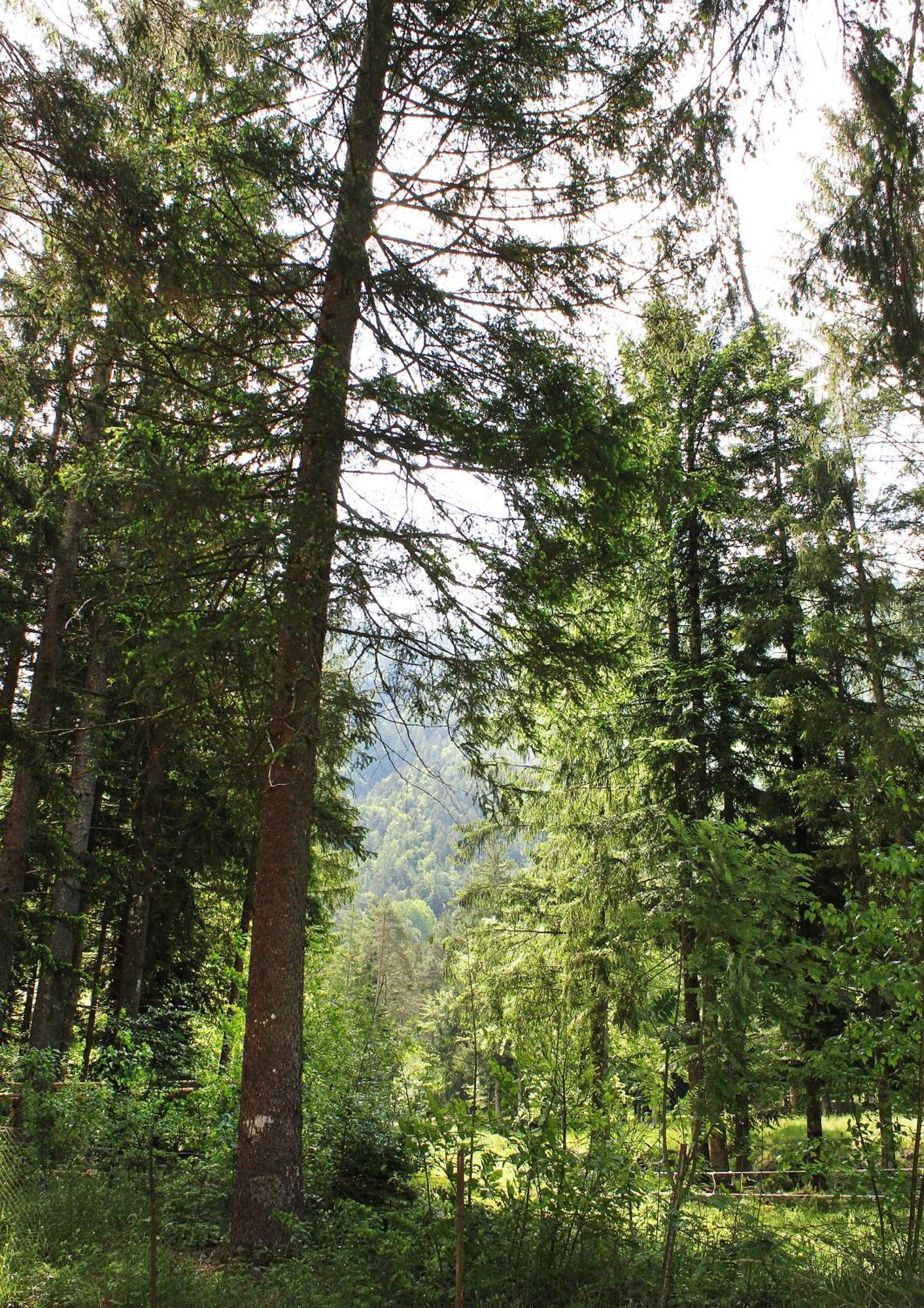 Camping La Pineta Santa Maria Maggiore Dış mekan fotoğraf